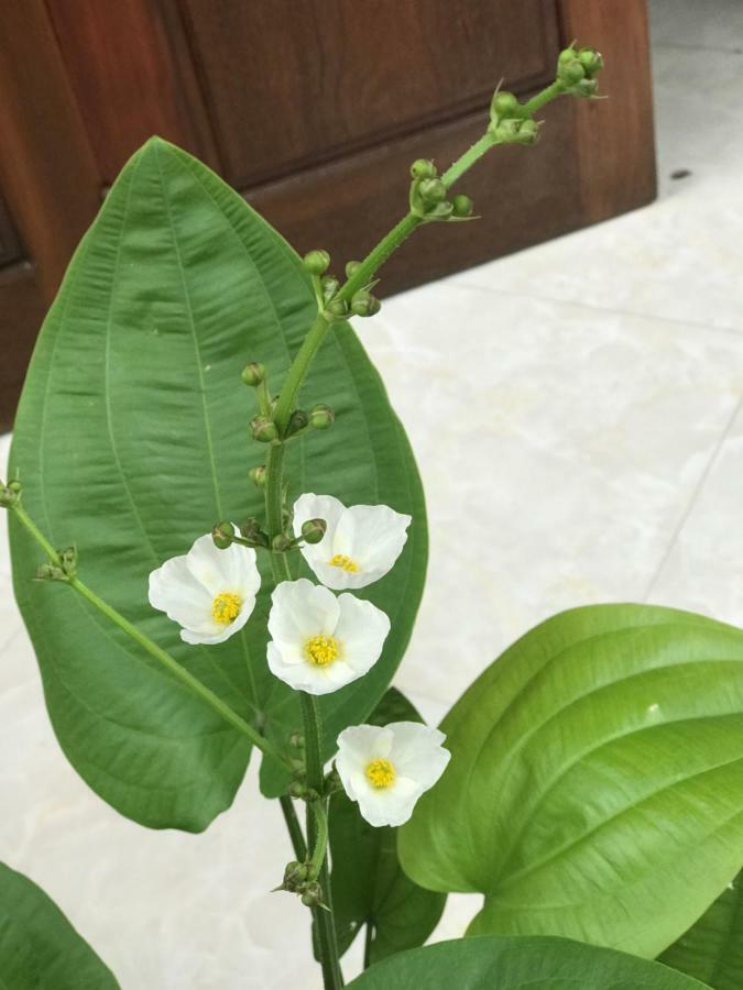 Anh Homestay Ninh Binh Luaran gambar
